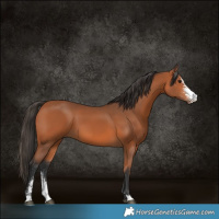 Horse Color:Bay Sabino