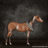 Horse Color:White Spotted Bay 