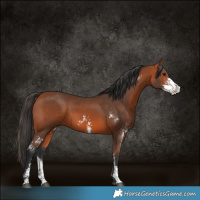 Horse Color:Bay Sabino 