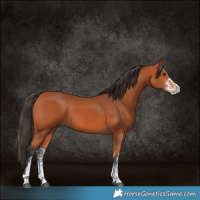 Horse Color:White Spotted Bay 