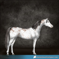 Horse Color:White Spotted Bay Sabino Rabicano 