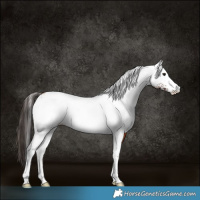Horse Color:White Spotted Bay 