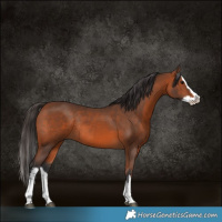 Horse Color:White Spotted Bay Splash Rabicano 