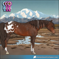 Horse Color:Liver Chestnut Tobiano Appaloosa