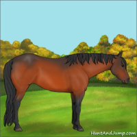 Horse Color:Bay 