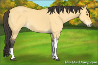 Horse Color:Buckskin Dun 