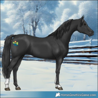 Horse Color:Black Tobiano 