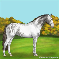 Horse Color:White Spotted Smoky Blue Roan Appaloosa 