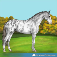Horse Color:White Spotted Smoky Blue Roan Appaloosa