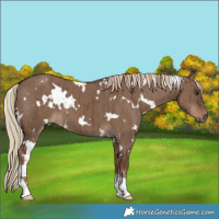 Horse Color:White Spotted Liver Red Dun Brindle 