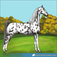 Horse Color:White Spotted Liver Chestnut Tobiano Appaloosa Rabicano 