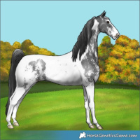 Horse Color:Black Sabino Tobiano