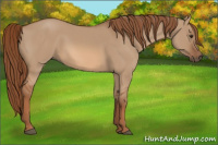 Horse Color:Red Dun Rabicano