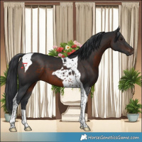 Horse Color:Brown Tobiano 