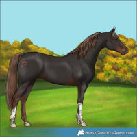 Horse Color:Liver Chestnut Tobiano 