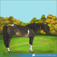 Horse Color:Buckskin Tobiano Rabicano 