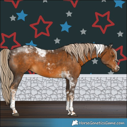 Horse Color:Chocolate Palomino Tobiano 