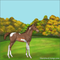 Horse Color:Chestnut Tobiano 
