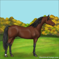 Horse Color:Brown 