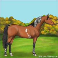 Horse Color:Bay Tobiano Rabicano 