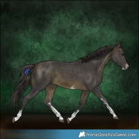 Horse Color:Buckskin Sabino