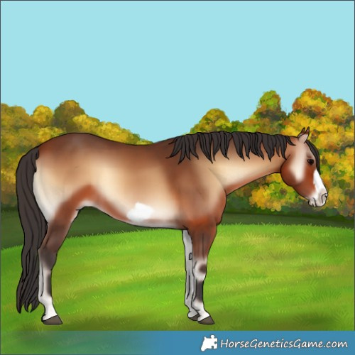 Horse Color:Bay Onyx Frame 