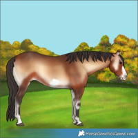 Horse Color:Bay Onyx Frame 