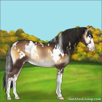 Horse Color:White Spotted Liver Red Onyx Splash 