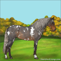 Horse Color:White Spotted Silver Smoky Blue Roan 