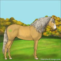 Horse Color:Gray Palomino 