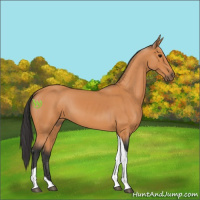 Horse Color:Bay Tobiano 
