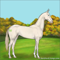 Horse Color:Perlino Tobiano 