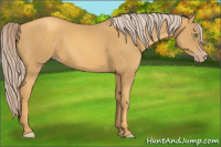 Horse Color:Gold Cream Champagne 