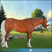 Horse Color:Silver Bay 