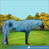Horse Color:ERROR: UNKNOWN ANOMALY