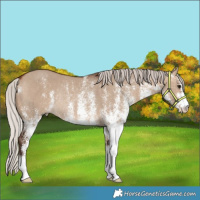 Horse Color:White Spotted Silver Bay Dun Rabicano 