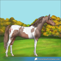 Horse Color:Chestnut Tobiano Varnish 
