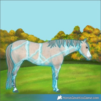 Horse Color:Thunderstruck Bay Dun Appaloosa 
