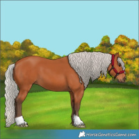 Horse Color:Silver Bay 