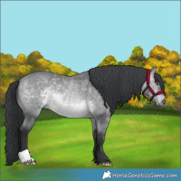 Horse Color:Bay Chinchilla
