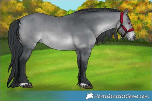 Horse Color:Brown Chinchilla 