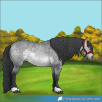Horse Color:Bay Chinchilla 
