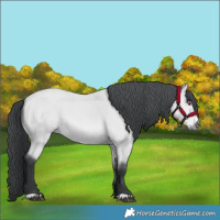 Horse Color:Bay Chinchilla 