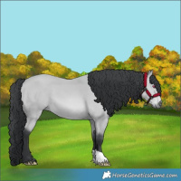 Horse Color:Bay Chinchilla 