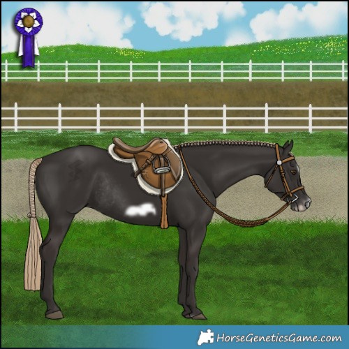 Horse Color:Liver Chestnut Frame Rabicano 