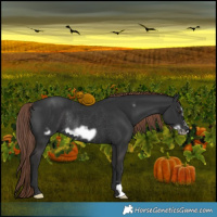 Horse Color:Liver Chestnut Frame Rabicano 