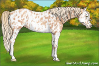 Horse Color:Gold Champagne Splash Appaloosa  and Gold Champagne Splash Appaloosa 