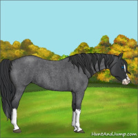 Horse Color:Blue Roan Splash 