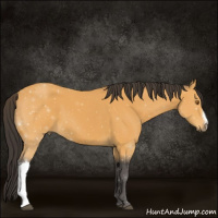Horse Color:Buckskin 