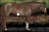 Horse Color:Liver Chestnut 